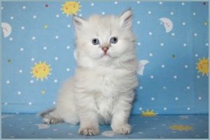 Female Siberian Kitten from Deedlebug Siberians